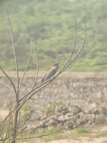 Coracias benghalensis observed 2026-10-29