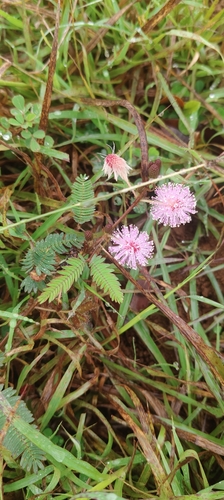Mimosa pudica observed 2026-10-29