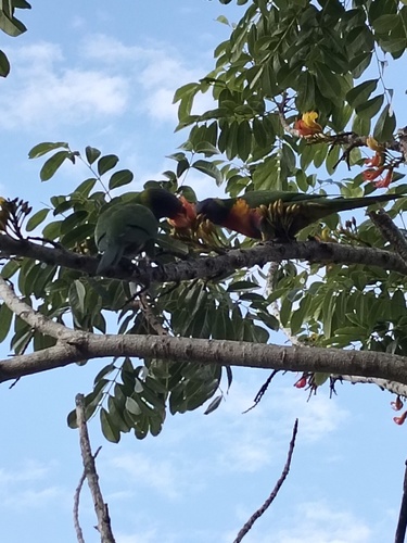 Rainbow Lorikeet