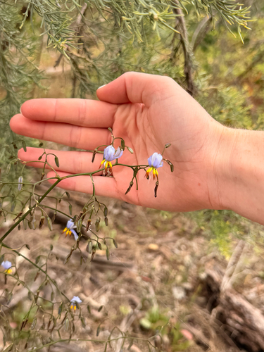 Dianella observed 2026-10-28