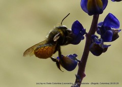 Megachile amparo