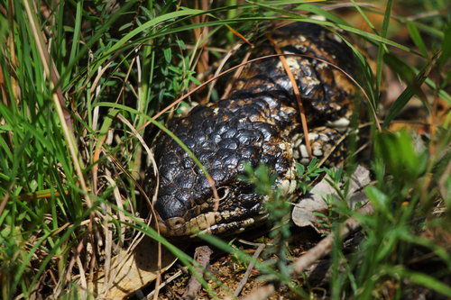 Tiliqua rugosa observed 2026-10-29