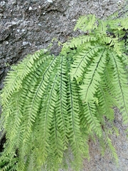 Adiantum aleuticum aleuticum