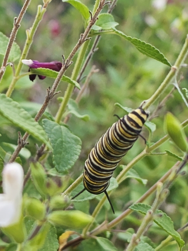 Danaus plexippus photograph by the iNaturalist community