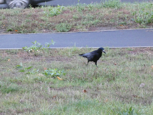 Corvus observed 2026-10-29