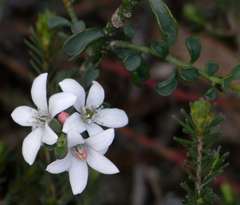 Philotheca verrucosa