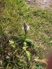 Dactylorhiza maculata