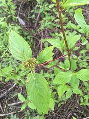 Cornus alba