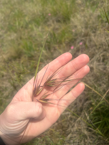 Themeda triandra observed 2026-10-29