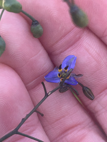 Dianella observed 2026-10-29