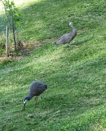Egretta novaehollandiae observed 2026-10-29