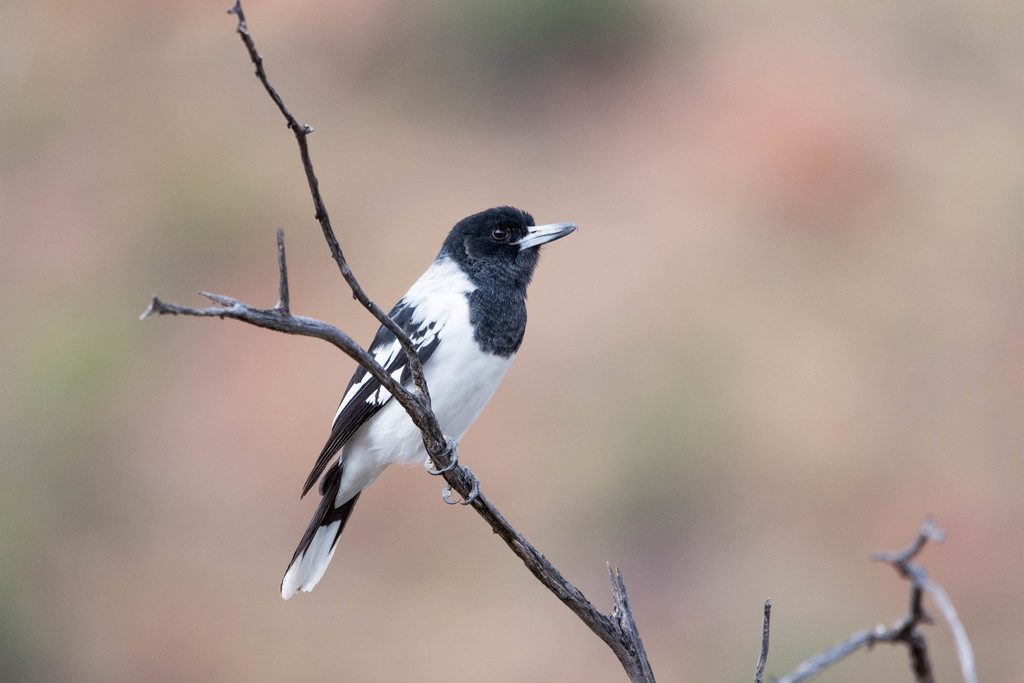 Pied Butcherbird photo