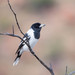 Pied Butcherbird - Photo (c) Julius Simonelli, some rights reserved (CC BY-NC), uploaded by Julius Simonelli