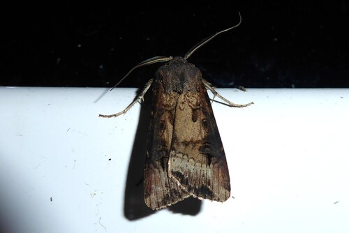 Agrotis ipsilon observed 2026-10-28