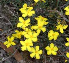 Hibbertia exutiacies