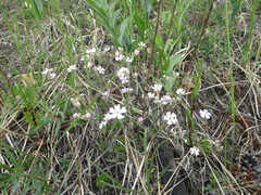 Silene linnaeana