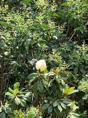 Magnolia