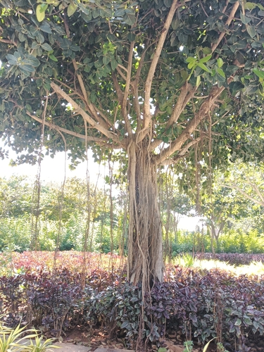 Ficus observed 2026-10-29