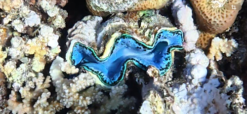 Tridacna observed 2026-10-29