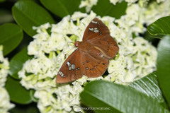Capila phanaeus