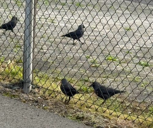 Corvus observed 2026-10-29