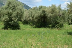 Ornithogalum pyramidale
