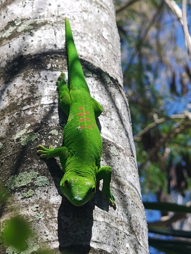 Phelsuma grandis observed 2026-10-29