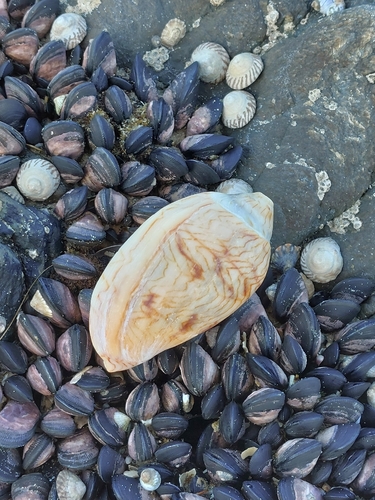 Amoria undulata observed 2026-10-29