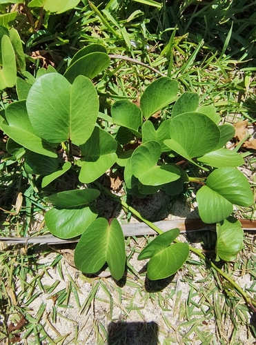 Ipomoea pes-caprae observed 2026-10-29