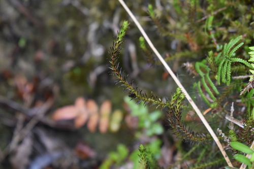 Lycopodium observed 2026-10-29