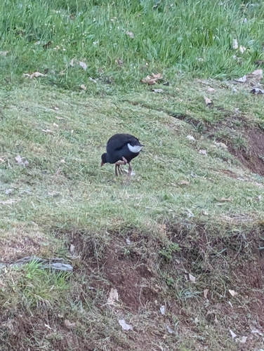 Porphyrio porphyrio observed 2026-10-29