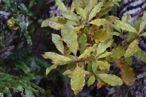 Coprosma observed 2026-10-29