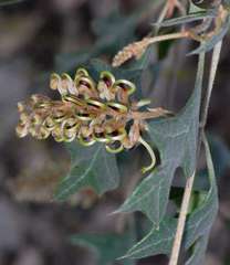 Grevillea dryophylla