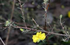 Hibbertia crinita