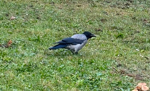 Corvus observed 2026-10-29