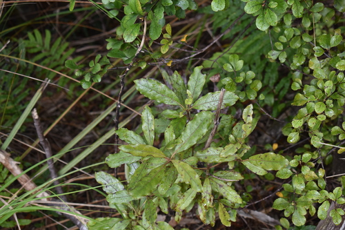 Coprosma observed 2026-10-29