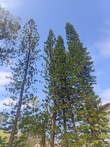 Araucaria columnaris observed 2026-10-29