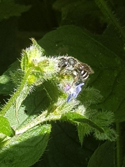 Lasioglossum sexnotatum