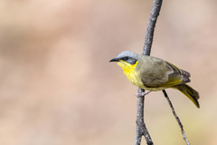 Ptilotula keartlandi