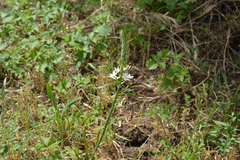 Ornithogalum pyramidale