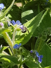 Lasioglossum sexnotatum