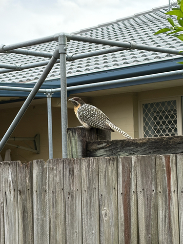Pacific Koel