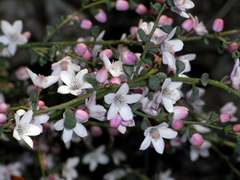 Philotheca verrucosa