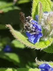 Lasioglossum sexnotatum