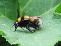 Bombus hortulanus
