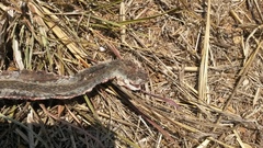 Psammophis brevirostris