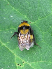 Bombus hortulanus