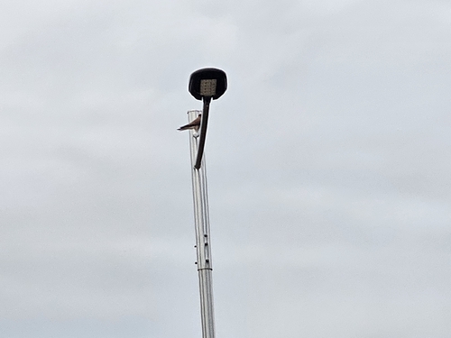 Falco tinnunculus observed 2026-10-29