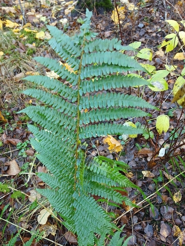 Dryopteris filix-mas observed 2026-10-29