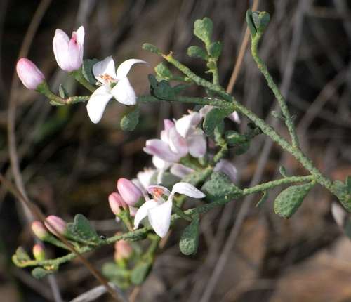 Image of Philotheca verrucosa by (c) Russell Best, some rights reserved (CC BY)